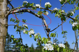 Poire - Dégarnissement de branches fruitières fortes pour une conduite Aximum©